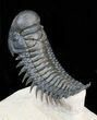 Arched Crotalocephalina Trilobite #39790-2